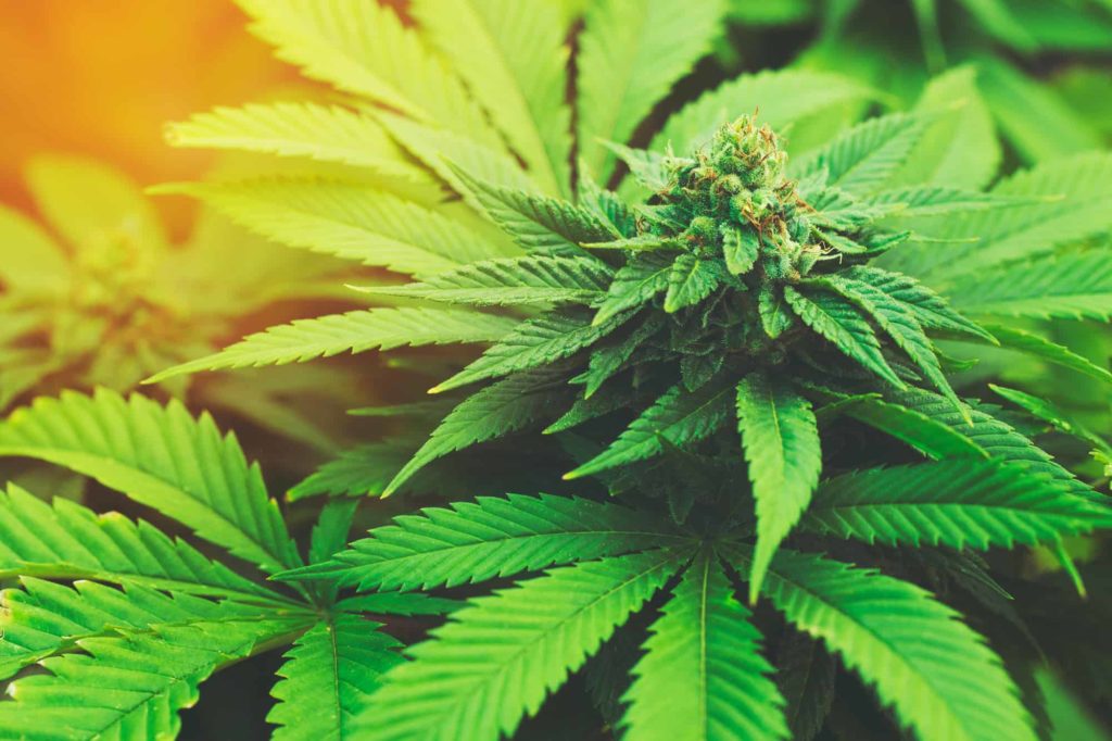 Empresa española autorizada para el cultivo y producción de Cannabis medicinal.